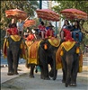 Ayutthaya Elephant Rides
